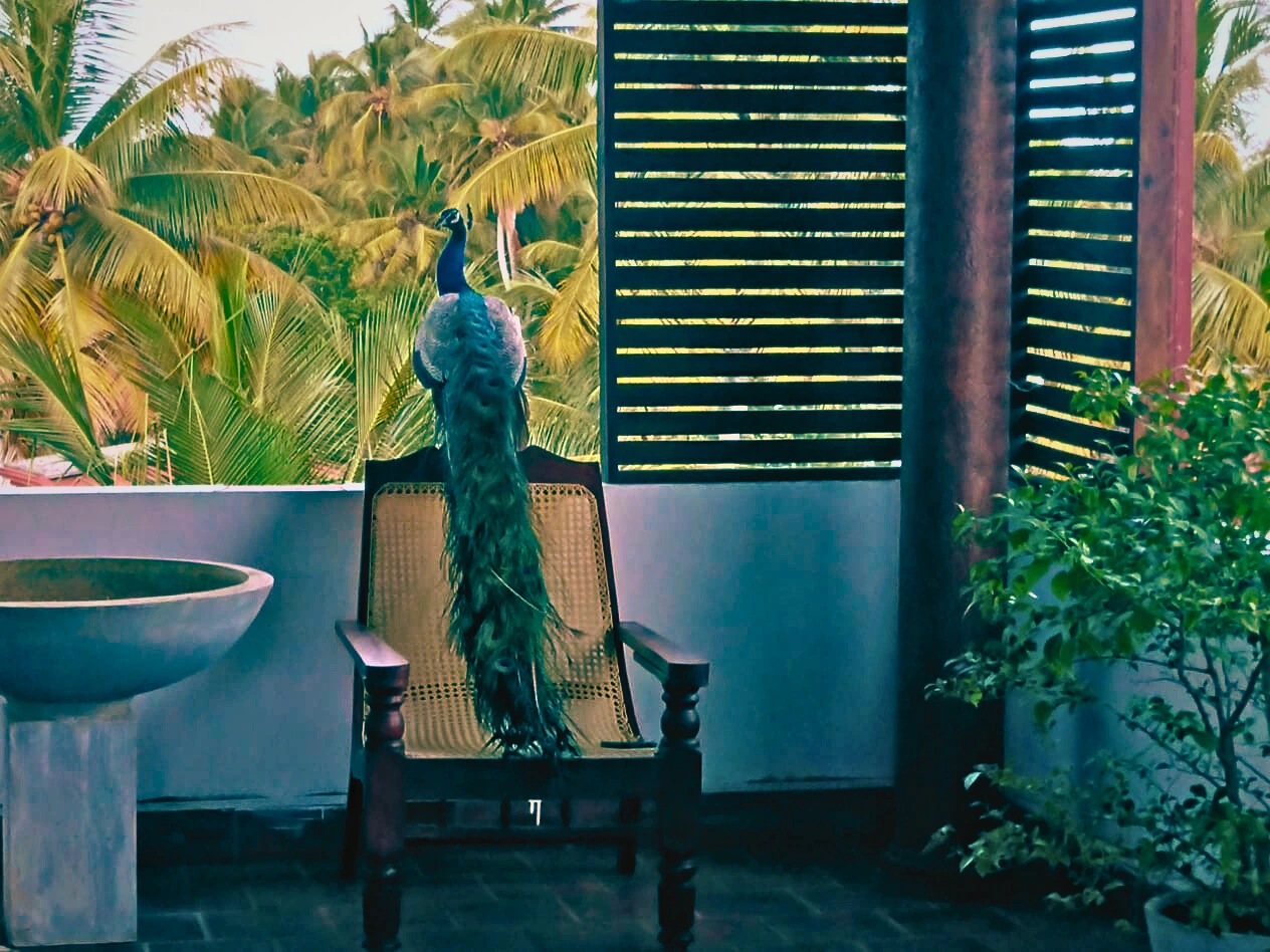 View of wildlife habitat from the butterfly lounge at Ceylon Heart Villa